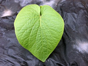 mahakea-kava-leaf_800