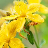 Do Kava and St. Johns Wort react together?