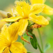Do Kava and St. Johns Wort react together?