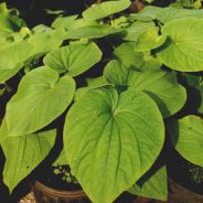 Kava and Liver Toxicity