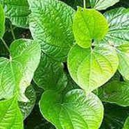 New Online Kava Retailers