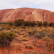 Fighting The Australian Kava Ban