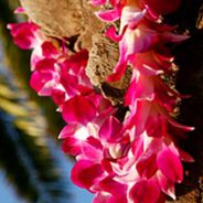 The Aloha Spirit – Kava for Planetary Healing
