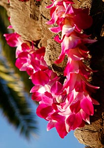 The Aloha Spirit - Kava for Planetary Healing