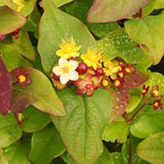Kavalovetone – A Pleasant Herbal Blend