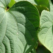 Traditional Uses of Kava Leaves