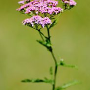 Kava Kava and Valerian Root