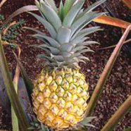 Kava and Other Hawaiian Crops