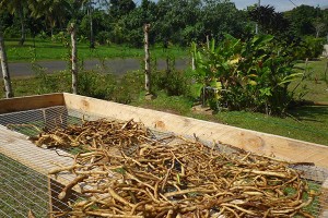 farm_harvesting-kava-roots