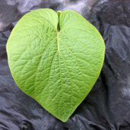 Mahakea Kava: The Happy Kava